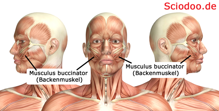 Musculus buccinator (Backenmuskel)