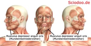 Musculus depressor anguli oris (Mundwinkelniederzieher)