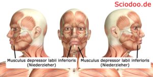 Musculus depressor labii inferioris (Niederzieher)