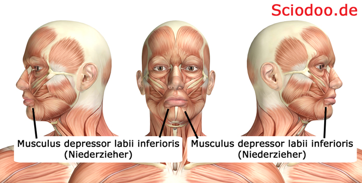 Musculus depressor labii inferioris
(Niederzieher)