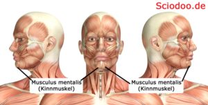 Musculus mentalis (Kinnmuskel)