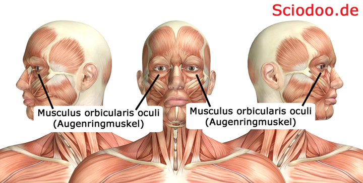 Musculus orbicularis oculi (Augenringmuskel)