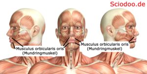 Musculus orbicularis oris (Mundringmuskel)