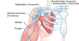 Musculus subscapularis (Unterschulterblattmuskel)