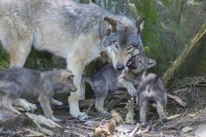 Timberwolf (Canis lupus lycaon) mit jungtieren