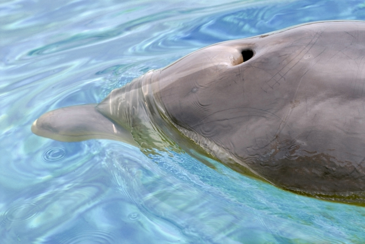 blasloch delfin