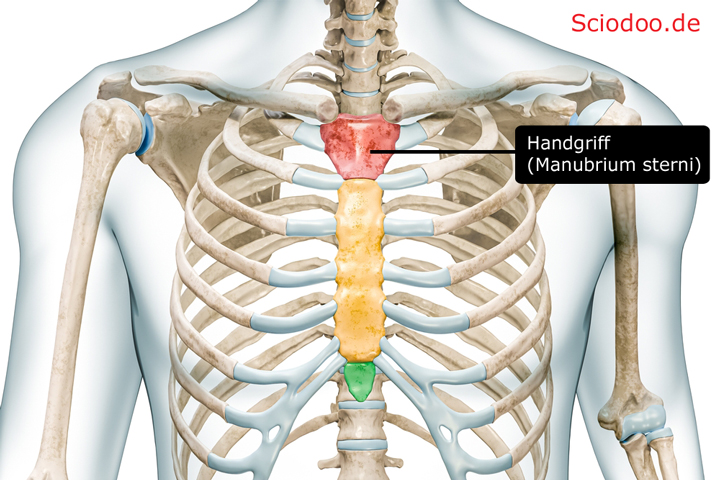 brustkorb thorax anatomie aufbau Handgriff (Manubrium sterni)