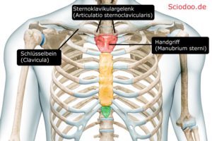 brustkorb thorax anatomie aufbau handgriff brustbein schulte