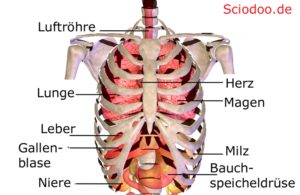 brustkorb thorax anatomie aufbau organe