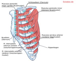 brustkorb thorax zwischenrippenmuskulatur Interkostalmuskeln