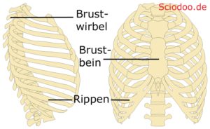 knöcherner thorax anatomie aufbau