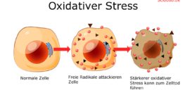 oxidativer stress