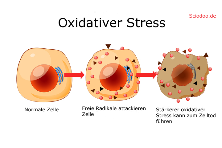 oxidativer stress