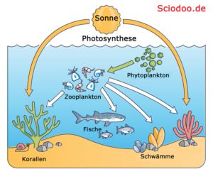 phytoplankton nahrungskette meer