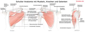 Schulter Anatomie