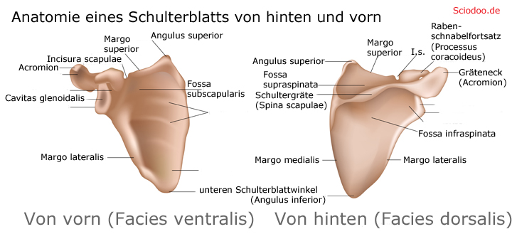 Schulterblatt Angulus inferior