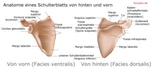 schulterblatt Angulus superior