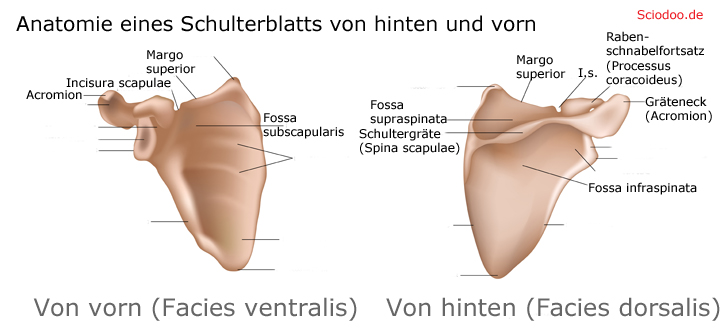 Schulterblatteinschnitt Incisura scapulae