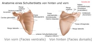 schulterblatt-Margo-lateralis-Angulus-inferior-Cavitas-glenoidalis