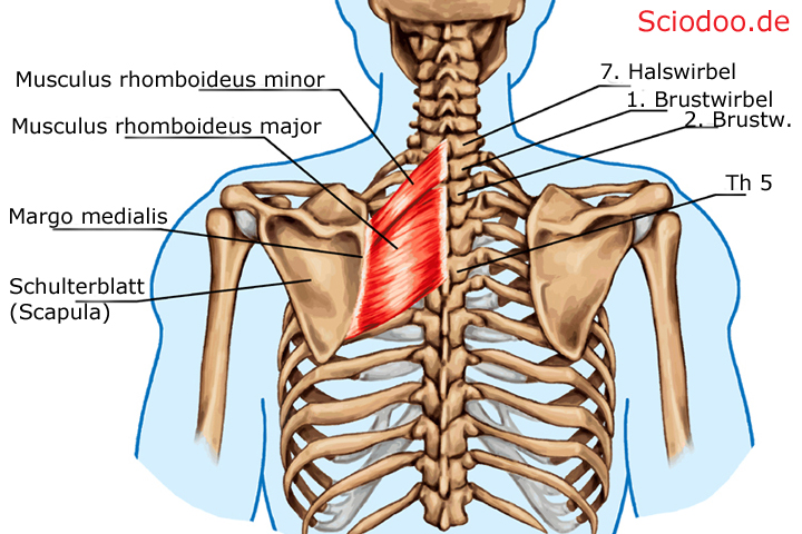Musculus rhomboideus major Schulterblatt