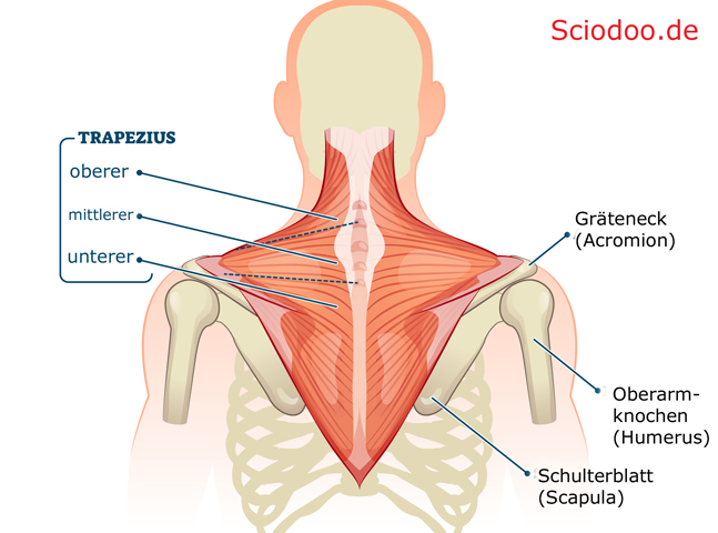 schulterblatt Trapezmuskel (Musculus trapezius)