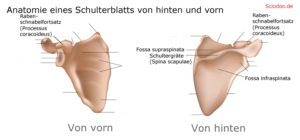 schulterblatt anatomie Rabenschnabelfortsatz (Processus coracoideus