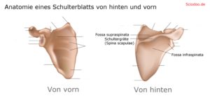 schulterblatt-anatomie-Schultergräte-(Spina-scapulae)