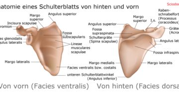 Anatomie auf Aufbau vom Schulterblatt (Scapula)