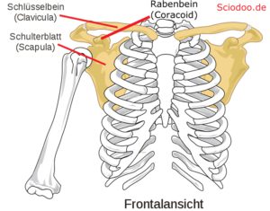 Schultergürtel-Anatomie mit Bestandteilen
