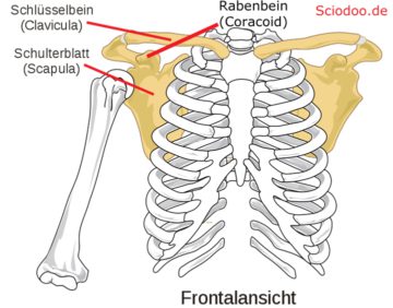 Schulterg rtel Anatomie Muskeln Funktionen Bei Menschen Und schulterg-rtel-anatomie-muskeln-funktionen-bei-menschen-und