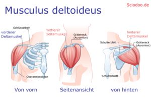 schultergürtel schlüsselbein deltamuskeln