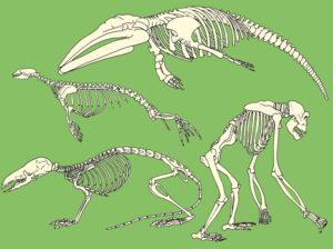skelett der säugetiere
