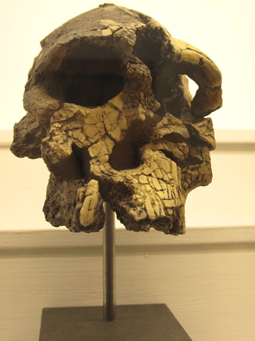 Kenyanthropus platyops