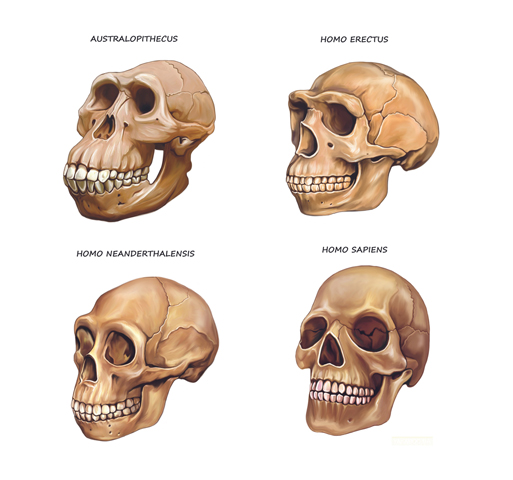 evolution der menschlichen schädelformen