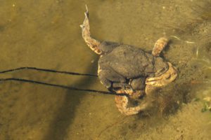 laichfäden der erdkröte (Bufo bufo)