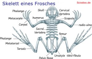 skelett frosch