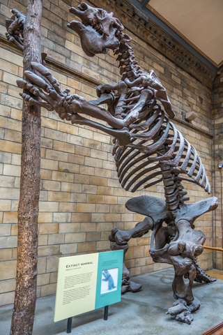 riesenfaultier Megatherium steinzeit