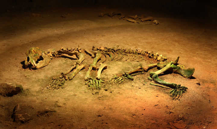 skelett Höhlenbär (Ursus spelaeus)