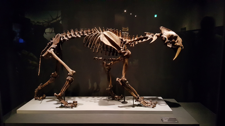 skelett säbelzahntiger smilodon
