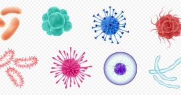 unterschied bakterien und viren