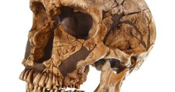 Homo neanderthalensis Schädel . ( La Ferrassie ) . Datiert auf ein Alter von 50.000 Jahren. Entdeckt 1909 in La Ferrassie, Frankreich.