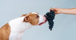 warum dürfen hunde keine weintrauben essen