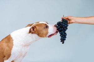 warum dürfen hunde keine weintrauben essen